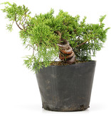 Juniperus chinensis Kishu, 15 cm, ± 12 jaar oud