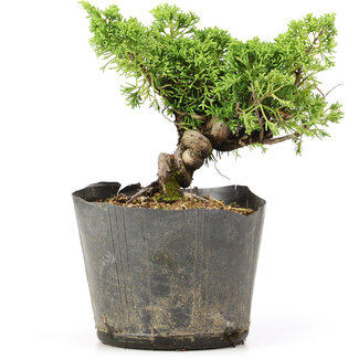 Juniperus chinensis Kishu, 16 cm, ± 12 jaar oud