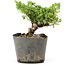 Juniperus chinensis Kishu, 16 cm, ± 12 jaar oud