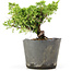 Juniperus chinensis Kishu, 16 cm, ± 12 jaar oud