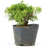 Juniperus chinensis Kishu, 15 cm, ± 12 jaar
