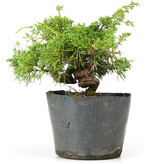 Juniperus chinensis Kishu, 21 cm, ± 12 jaar oud