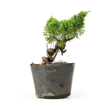 Juniperus chinensis Kishu, 18 cm, ± 12 jaar oud