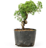 Juniperus chinensis Kishu, 21 cm, ± 12 jaar oud