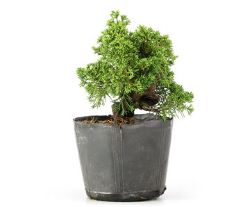 Juniperus chinensis Kishu, 18 cm, ± 12 years old