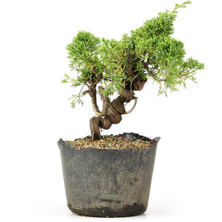 Juniperus chinensis Kishu, 20 cm, ± 12 jaar