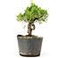 Juniperus chinensis Kishu, 20 cm, ± 12 jaar