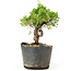 Juniperus chinensis Kishu, 20 cm, ± 12 Jahre alt