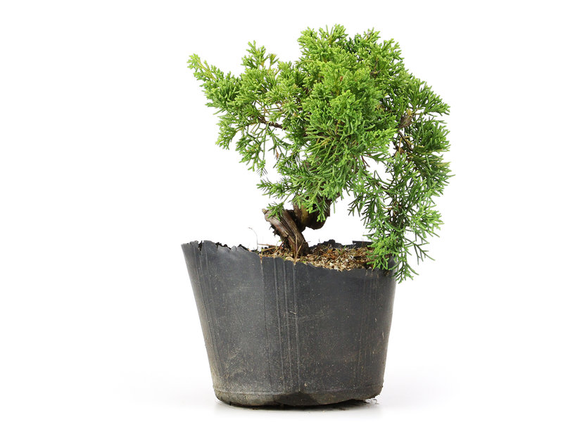 Juniperus chinensis Kishu, 18 cm, ± 12 jaar oud