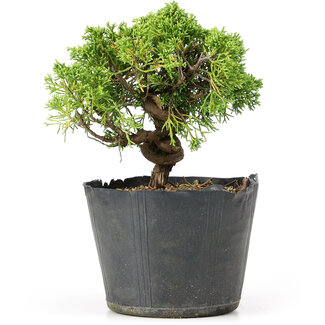 Juniperus chinensis Kishu, 19 cm, ± 12 anni