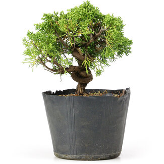 Juniperus chinensis Kishu, 19 cm, ± 12 jaar oud