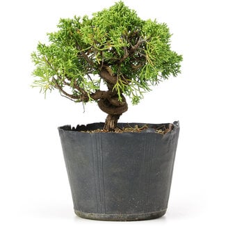 Juniperus chinensis Kishu, 19 cm, ± 12 years old