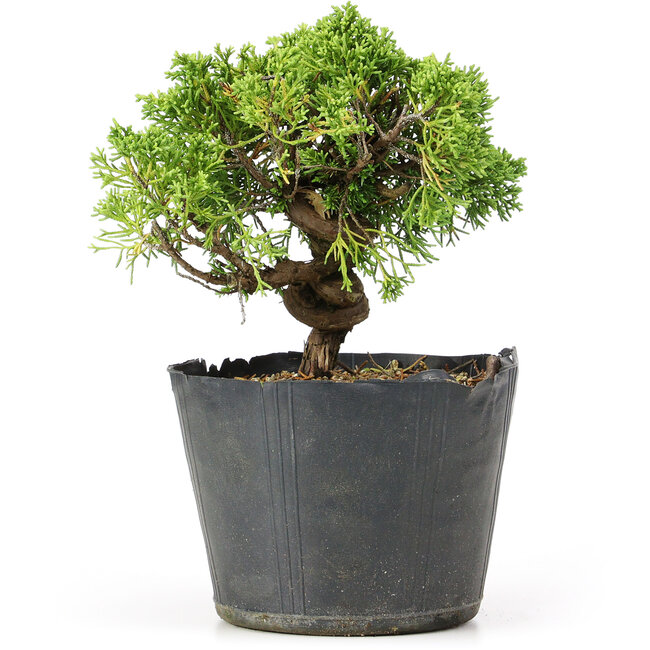 Juniperus chinensis Kishu, 19 cm, ± 12 jaar oud