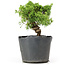 Juniperus chinensis Kishu, 19 cm, ± 12 jaar oud