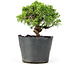 Juniperus chinensis Kishu, 19 cm, ± 12 jaar oud