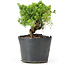 Juniperus chinensis Kishu, 19 cm, ± 12 jaar oud