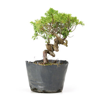 Juniperus chinensis Kishu, 21 cm, ± 12 años