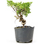 Juniperus chinensis Kishu, 21 cm, ± 12 Jahre alt