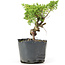 Juniperus chinensis Kishu, 21 cm, ± 12 Jahre alt