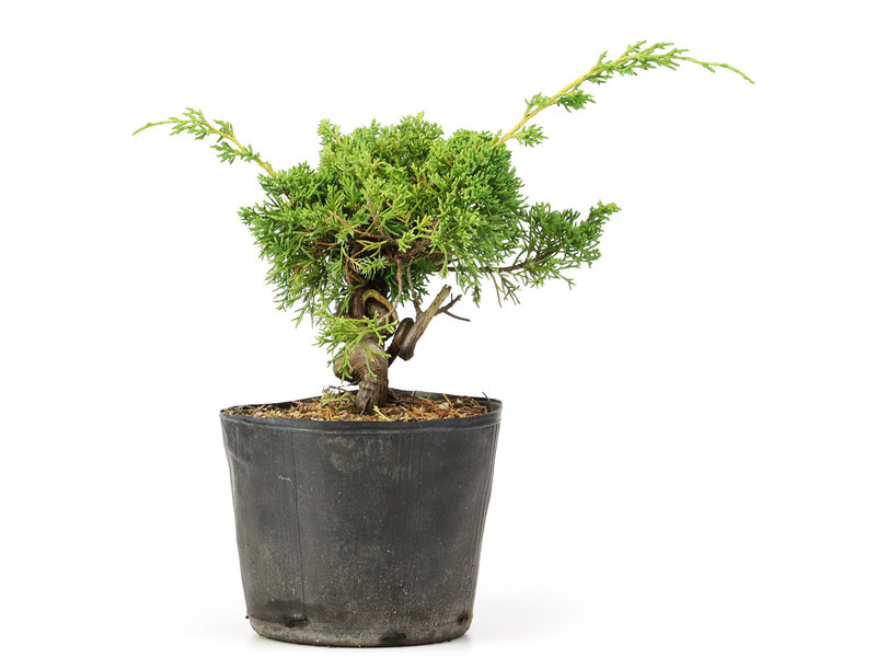 Juniperus chinensis Kishu, 17 cm, ± 12 jaar oud