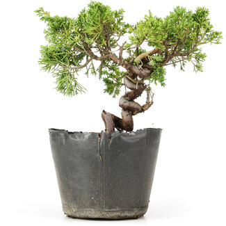 Juniperus chinensis Kishu, 20 cm, ± 12 years old