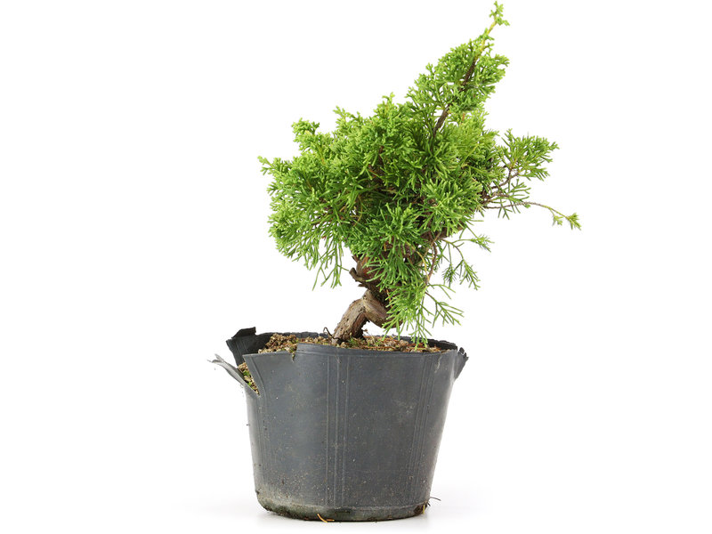 Juniperus chinensis Kishu, 20 cm, ± 12 jaar