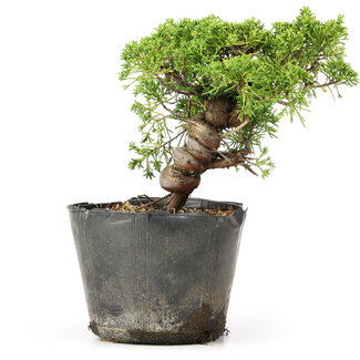 Juniperus chinensis Kishu, 19 cm, ± 12 anni