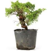 Juniperus chinensis Kishu, 19 cm, ± 12 jaar oud