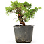 Juniperus chinensis Kishu, 19 cm, ± 12 anni