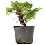 Juniperus chinensis Kishu, 19 cm, ± 12 Jahre alt