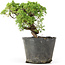 Juniperus chinensis Kishu, 19 cm, ± 12 anni