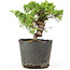 Juniperus chinensis Kishu, 19 cm, ± 12 anni