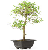 Acer palmatum Katsura, 43 cm, ± 12 jaar oud
