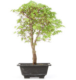 Acer palmatum Katsura, 44 cm, ± 12 jaar oud