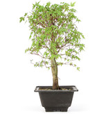 Acer palmatum Katsura, 39 cm, ± 12 jaar oud