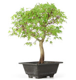 Acer palmatum Katsura, 38 cm, ± 12 jaar oud