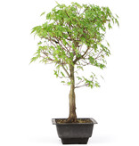 Acer palmatum Katsura, 43 cm, ± 10 jaar oud