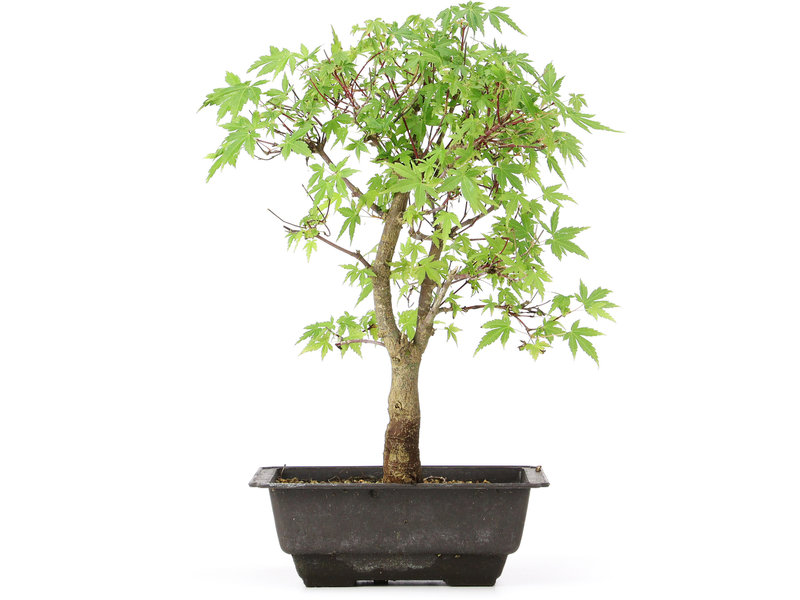 Acer palmatum Katsura, 34 cm, ± 10 jaar oud
