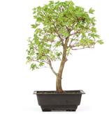 Acer palmatum Katsura, 39 cm, ± 10 jaar oud