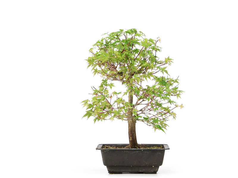 Acer palmatum Katsura, 36 cm, ± 10 jaar oud
