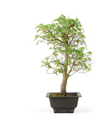 Acer palmatum Katsura, 34 cm, ± 10 jaar oud