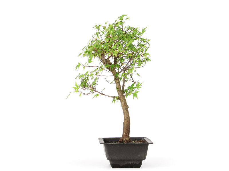 Acer palmatum Katsura, 38 cm, ± 10 jaar oud