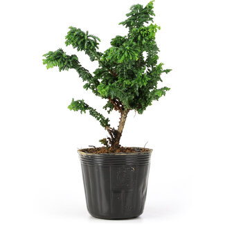 Chamaecyparis obtusa Sekka hinoki, 16,3 cm, ± 3 anni