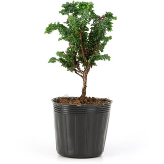 Chamaecyparis obtusa Sekka hinoki, 12 cm, ± 3 anni