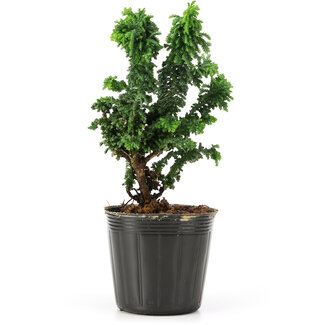 Chamaecyparis obtusa Sekka hinoki, 14 cm, ± 3 anni