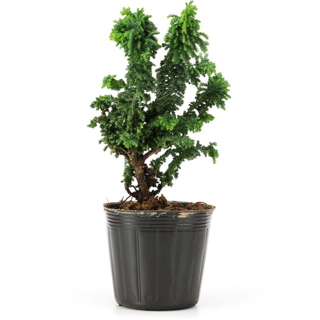 Chamaecyparis obtusa Sekka hinoki, 14 cm, ± 3 anni