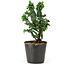 Chamaecyparis obtusa Sekka hinoki, 14 cm, ± 3 anni