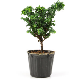 Chamaecyparis obtusa Sekka hinoki, 13 cm, ± 3 anni