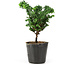 Chamaecyparis obtusa Sekka hinoki, 13 cm, ± 3 anni