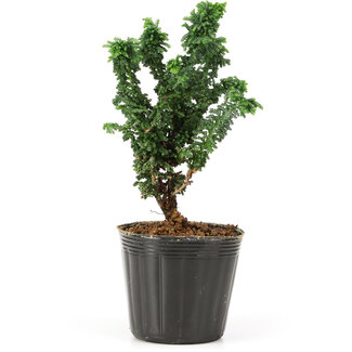 Chamaecyparis obtusa Sekka hinoki, 14 cm, ± 3 years old